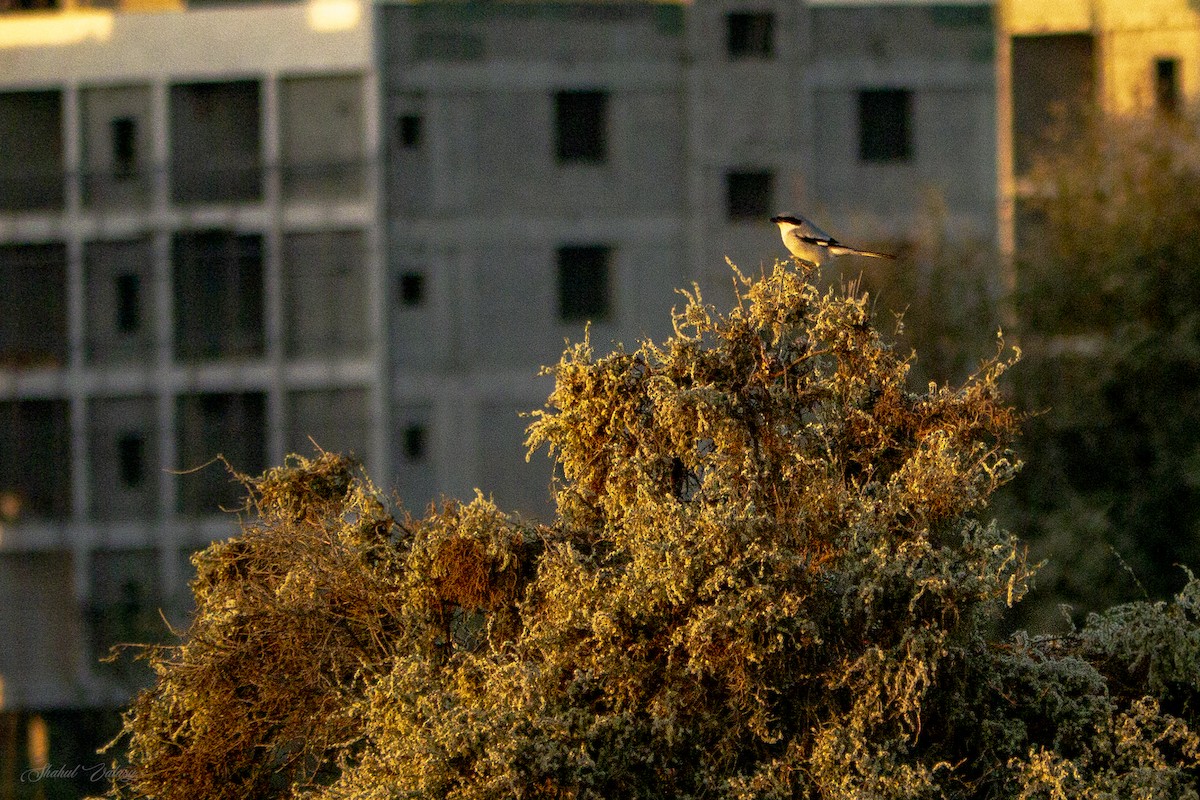 西方灰伯勞 - ML646623343