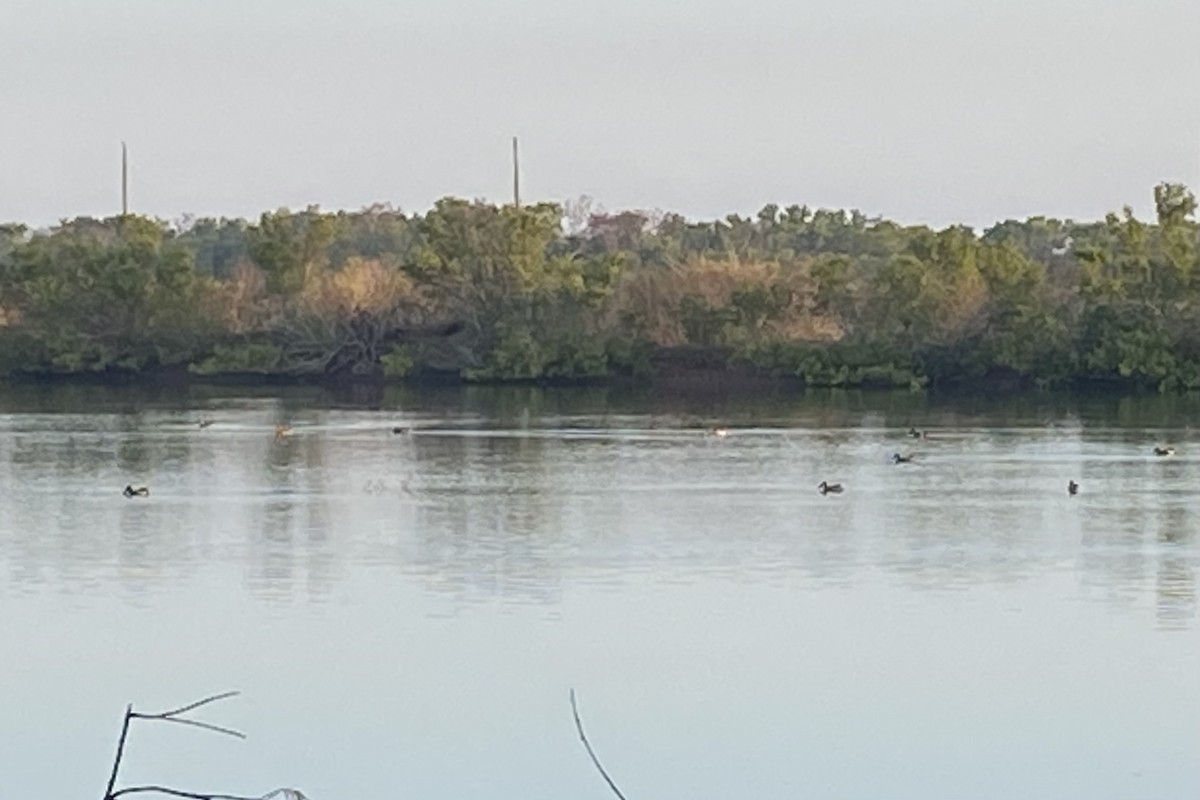 Широконоска - ML646623344