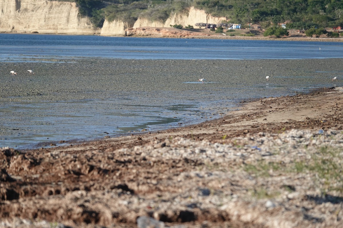 White Ibis - ML646623348