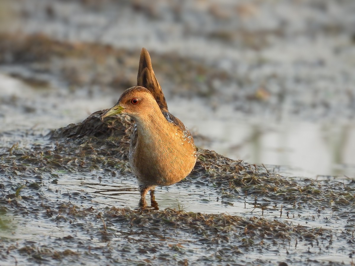 Baillon's Crake - ML646623351