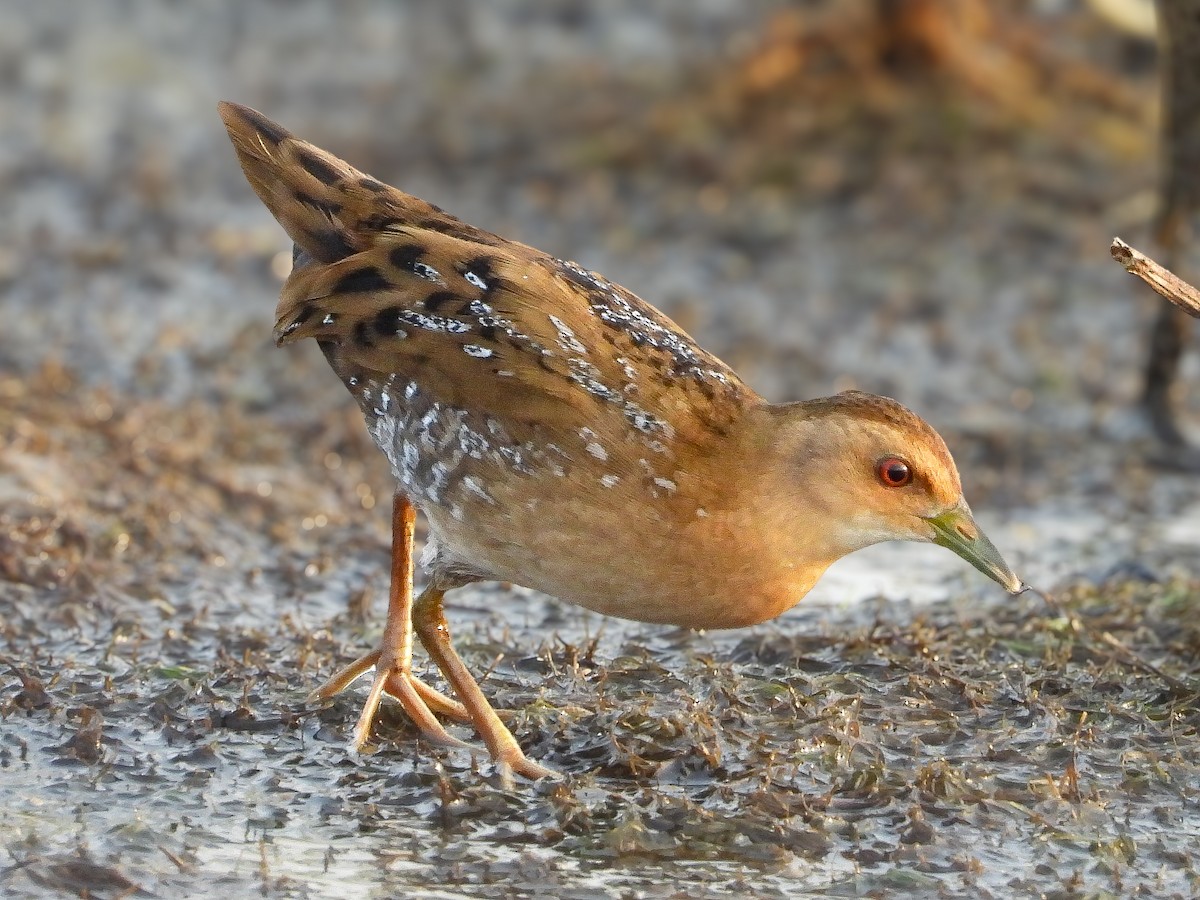 Baillon's Crake - ML646623352