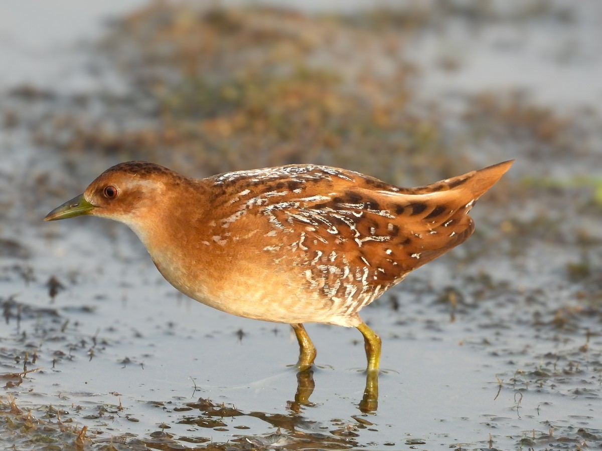 Baillon's Crake - ML646623353