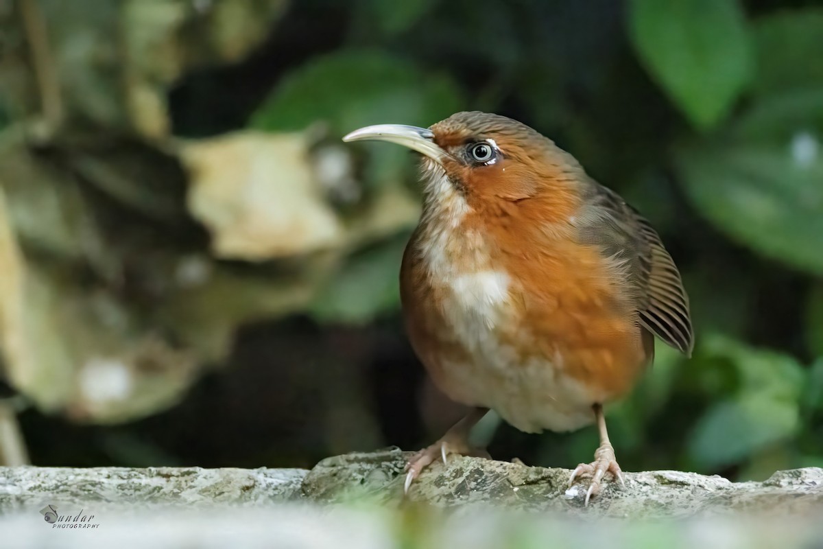 Rusty-cheeked Scimitar-Babbler - ML646623354