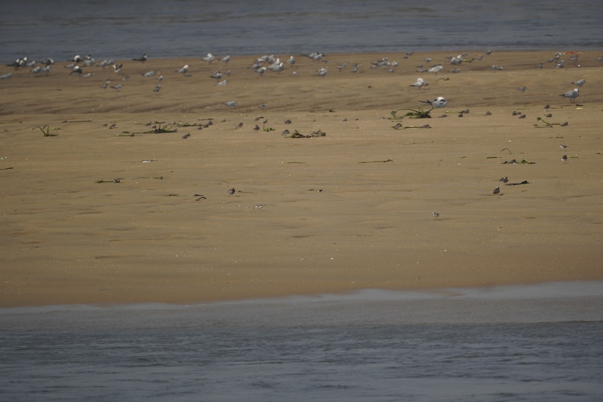 Terek Sandpiper - ML646623357