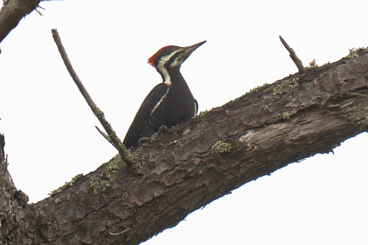 Grand Pic - ML646623358