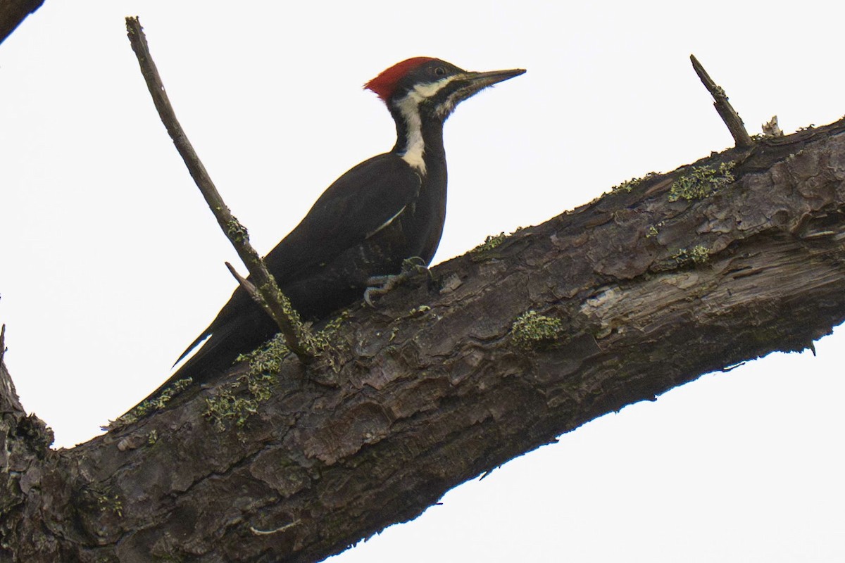 Grand Pic - ML646623360