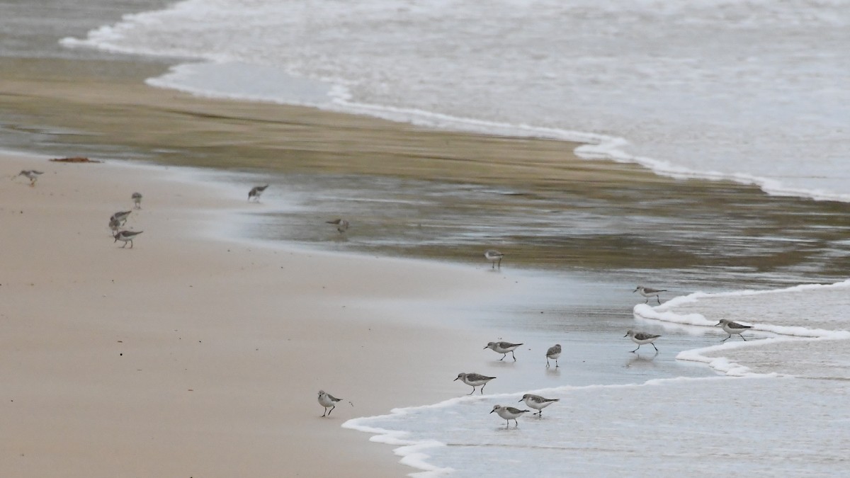 Побережник рудоголовий - ML646623365