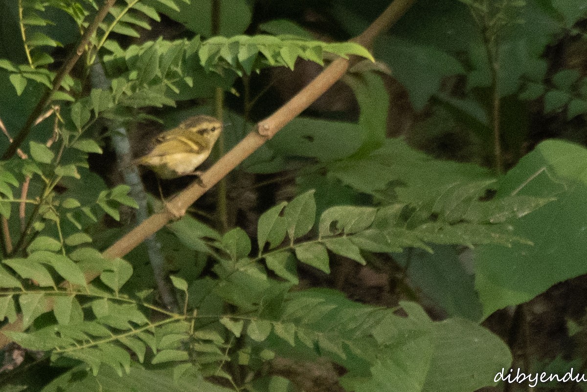 Hume's Warbler - ML646623366