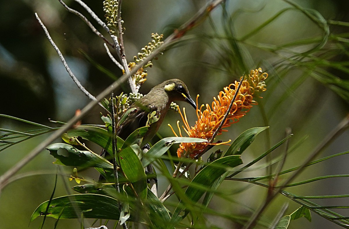 Cryptic Honeyeater - ML646623367