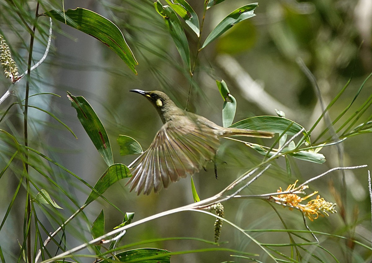 Cryptic Honeyeater - ML646623368