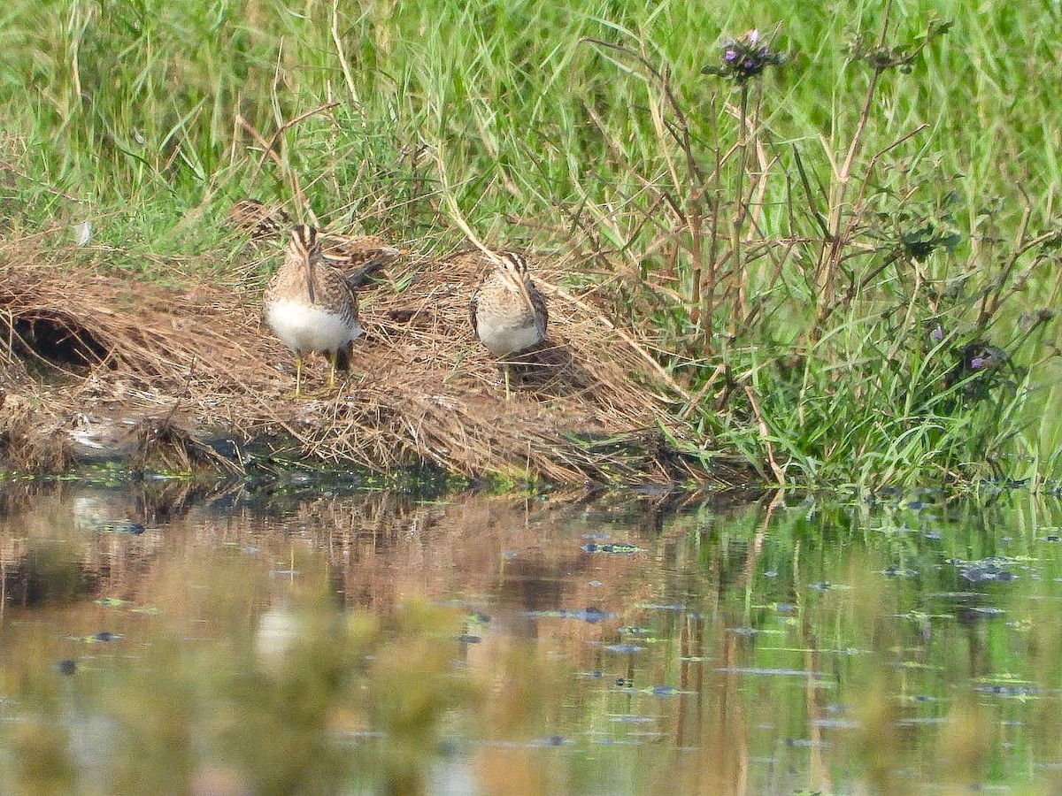 Common Snipe - ML646623369