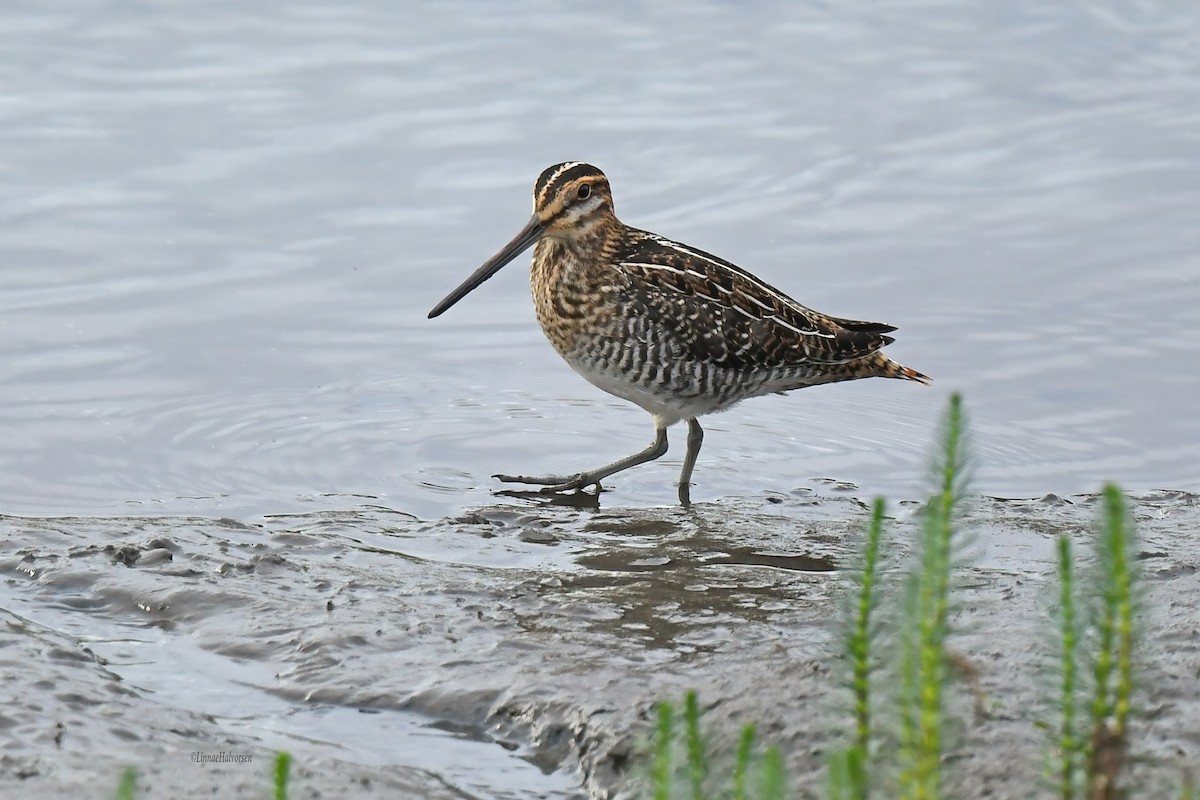 Wilson's Snipe - ML646623370