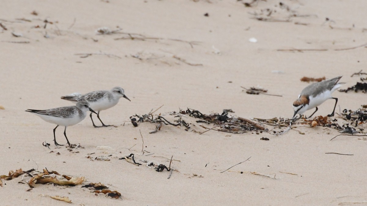 Пісочник рудоголовий - ML646623371