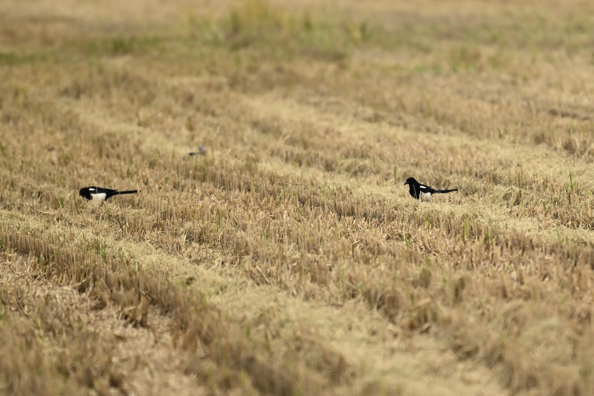 Orientelster - ML646623375