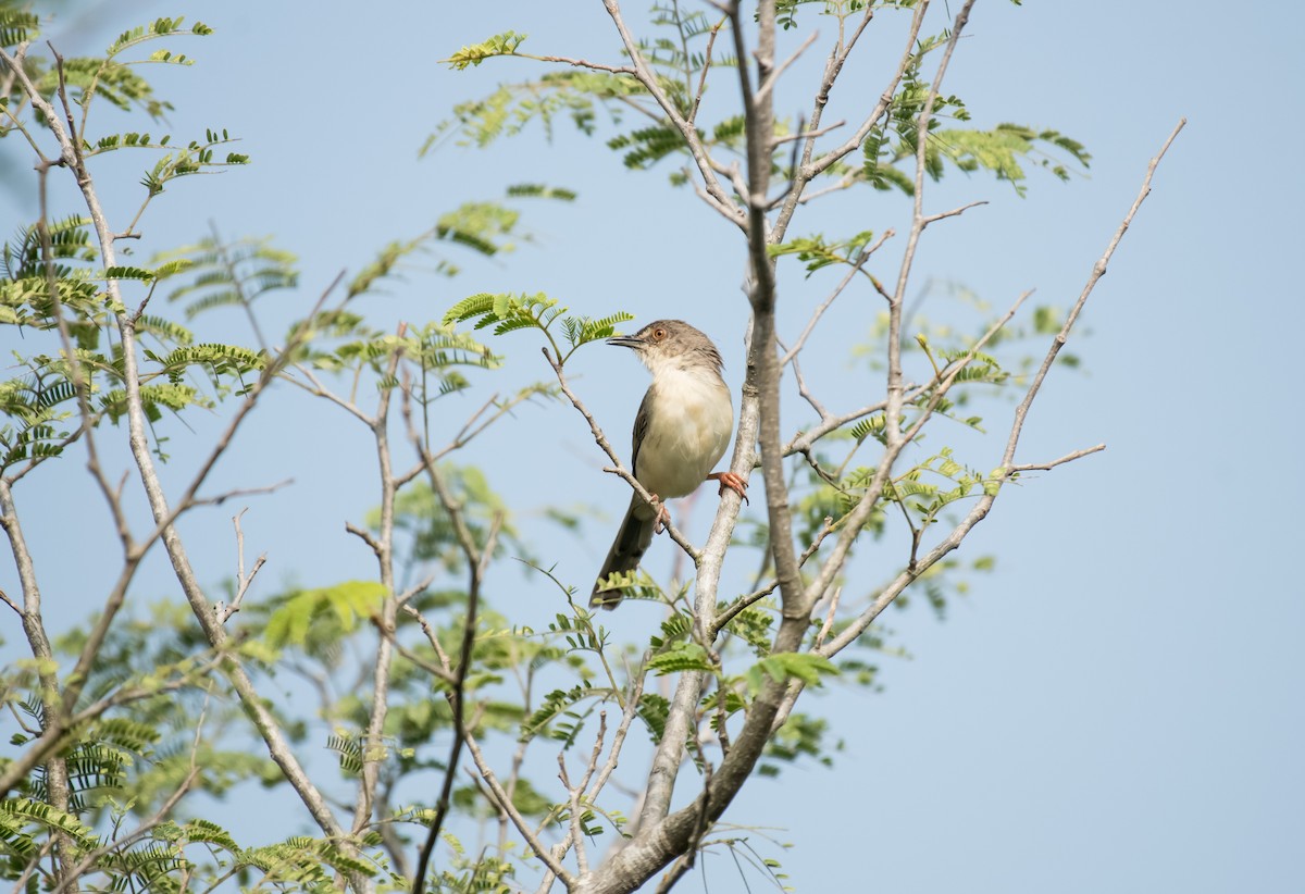 Jungle Prinia - ML646623380