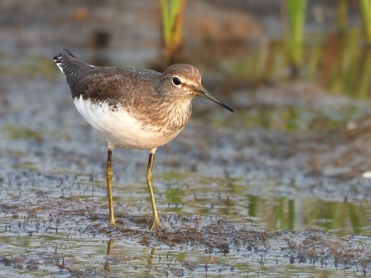 Green Sandpiper - ML646623389