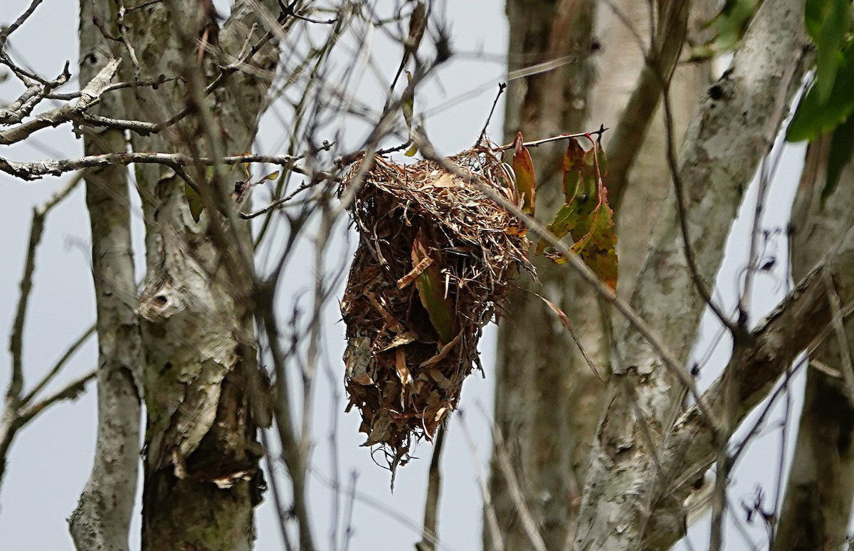Brown-backed Honeyeater - ML646623390
