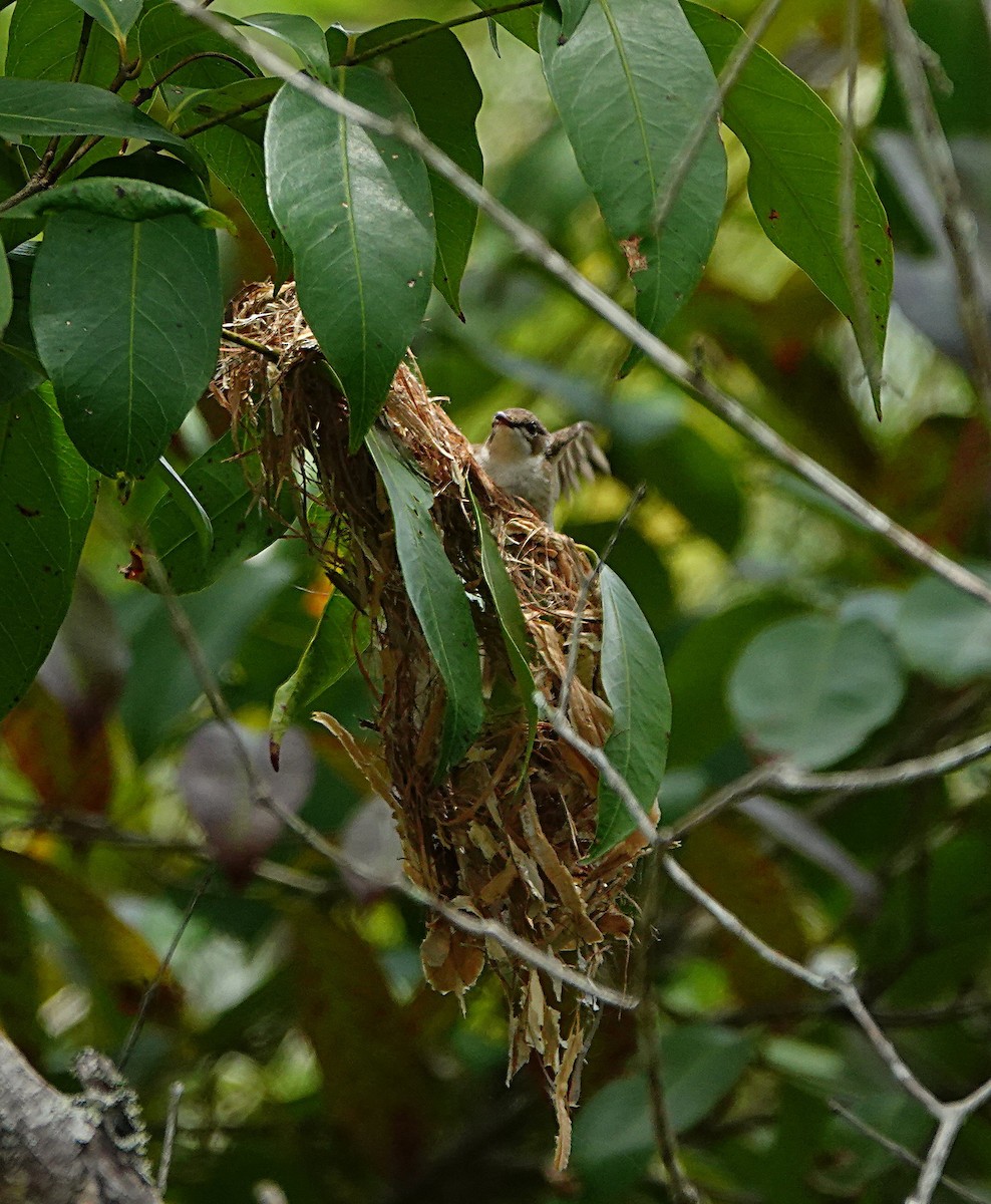 Brown-backed Honeyeater - ML646623391