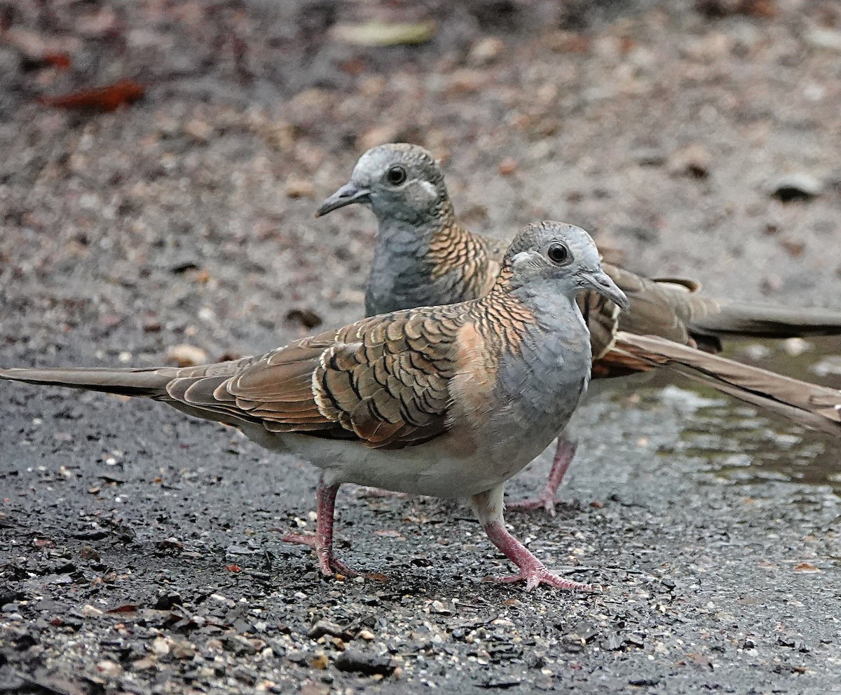 Bar-shouldered Dove - ML646623397