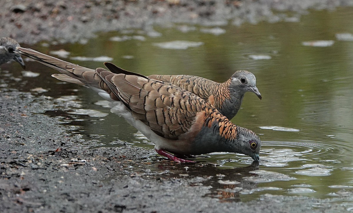 Bar-shouldered Dove - ML646623398