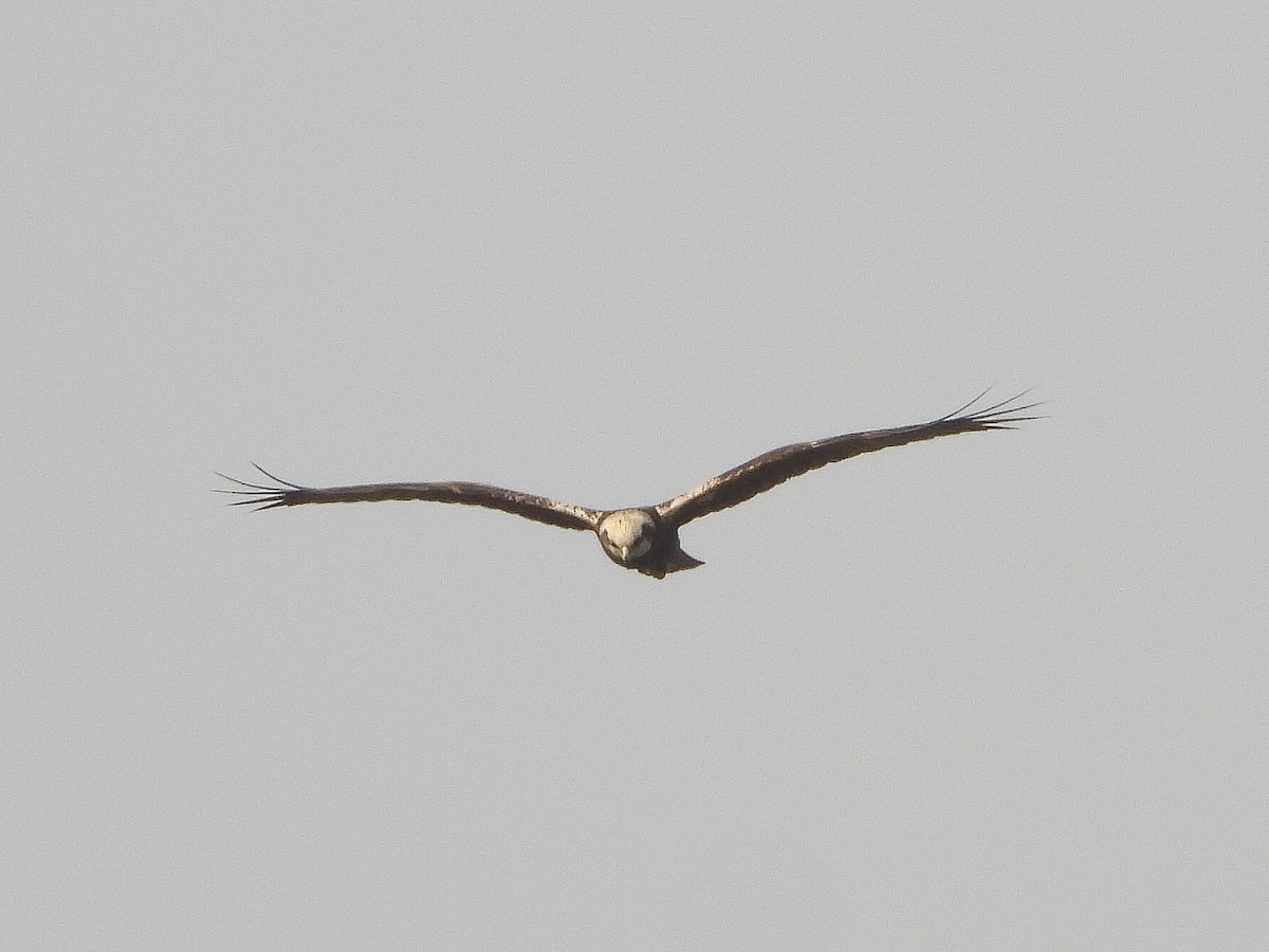 Western Marsh Harrier - ML646623399