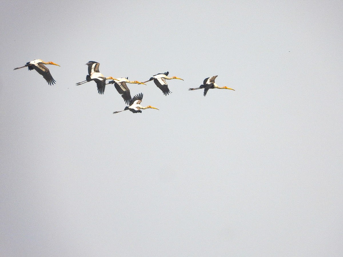 Painted Stork - ML646623401