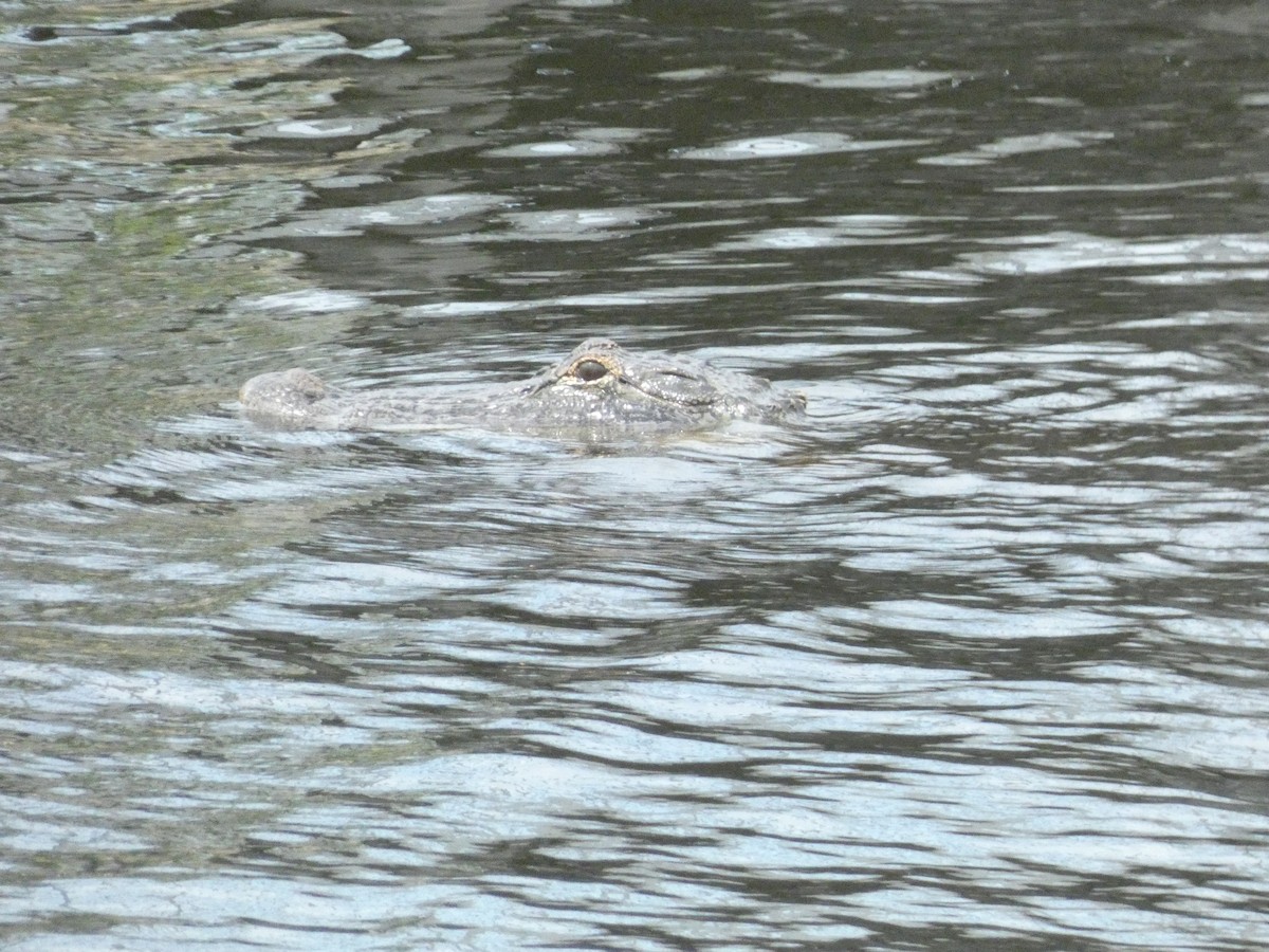 American Alligator - ML646623402