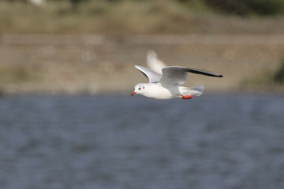 Озёрная чайка - ML646623404