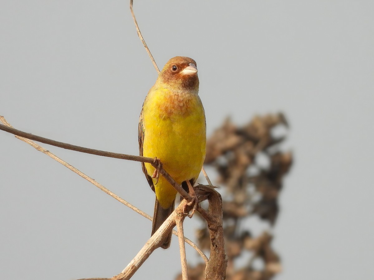 Red-headed Bunting - ML646623406