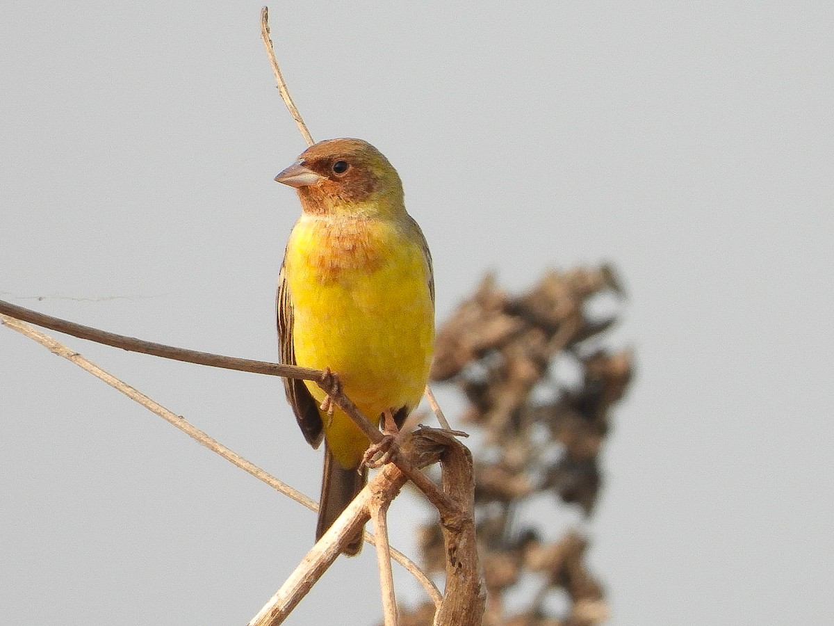 Red-headed Bunting - ML646623407