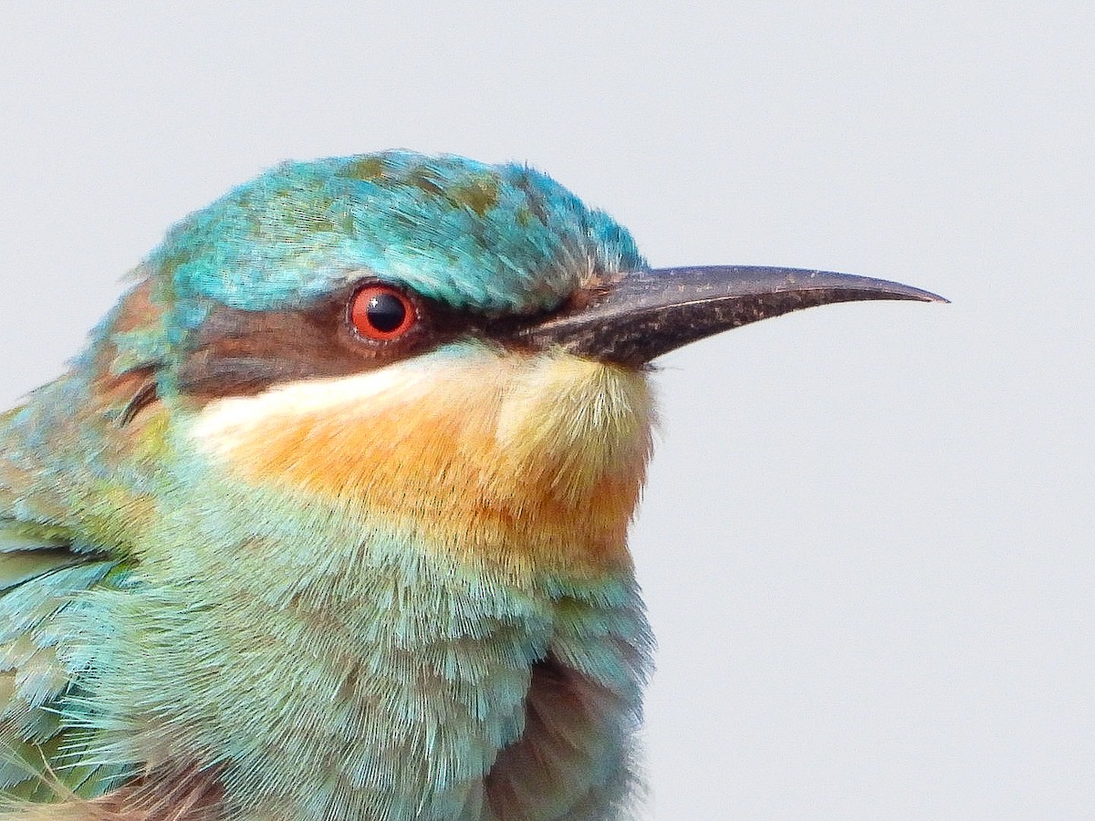 שרקרק ירוק - ML646623408