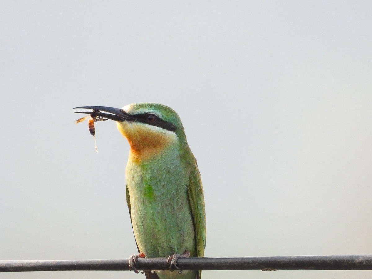 שרקרק ירוק - ML646623409