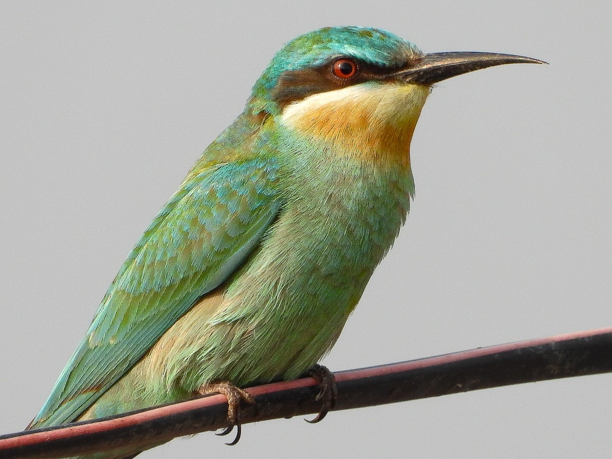 שרקרק ירוק - ML646623410