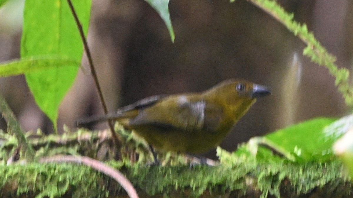 Carmiol's Tanager - ML646623411