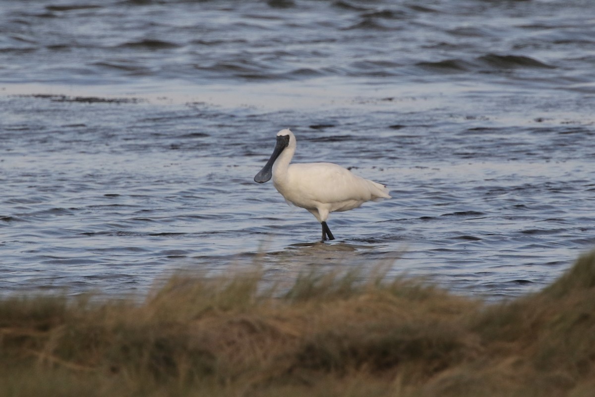 Малая колпица - ML646623412