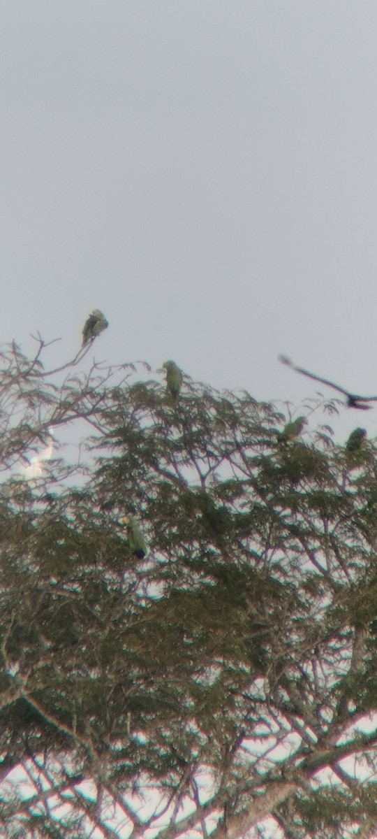 キビタイボウシインコ - ML646623413