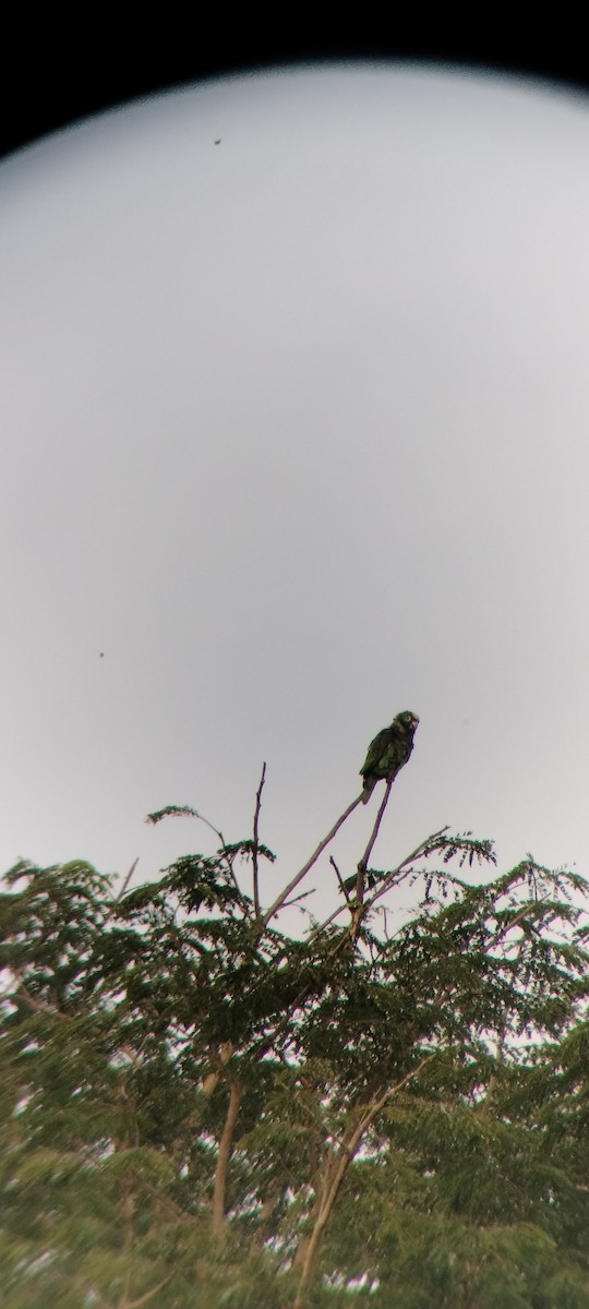 キビタイボウシインコ - ML646623415