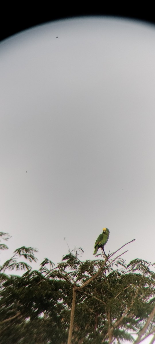 キビタイボウシインコ - ML646623416