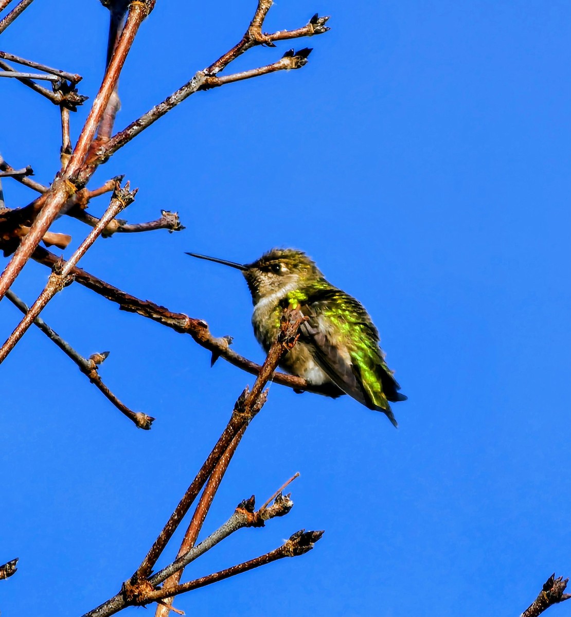 Каліпта рубіновоголова - ML646623421