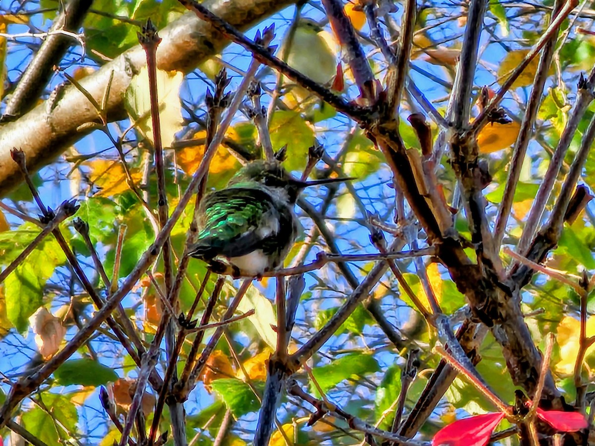 Каліпта рубіновоголова - ML646623422