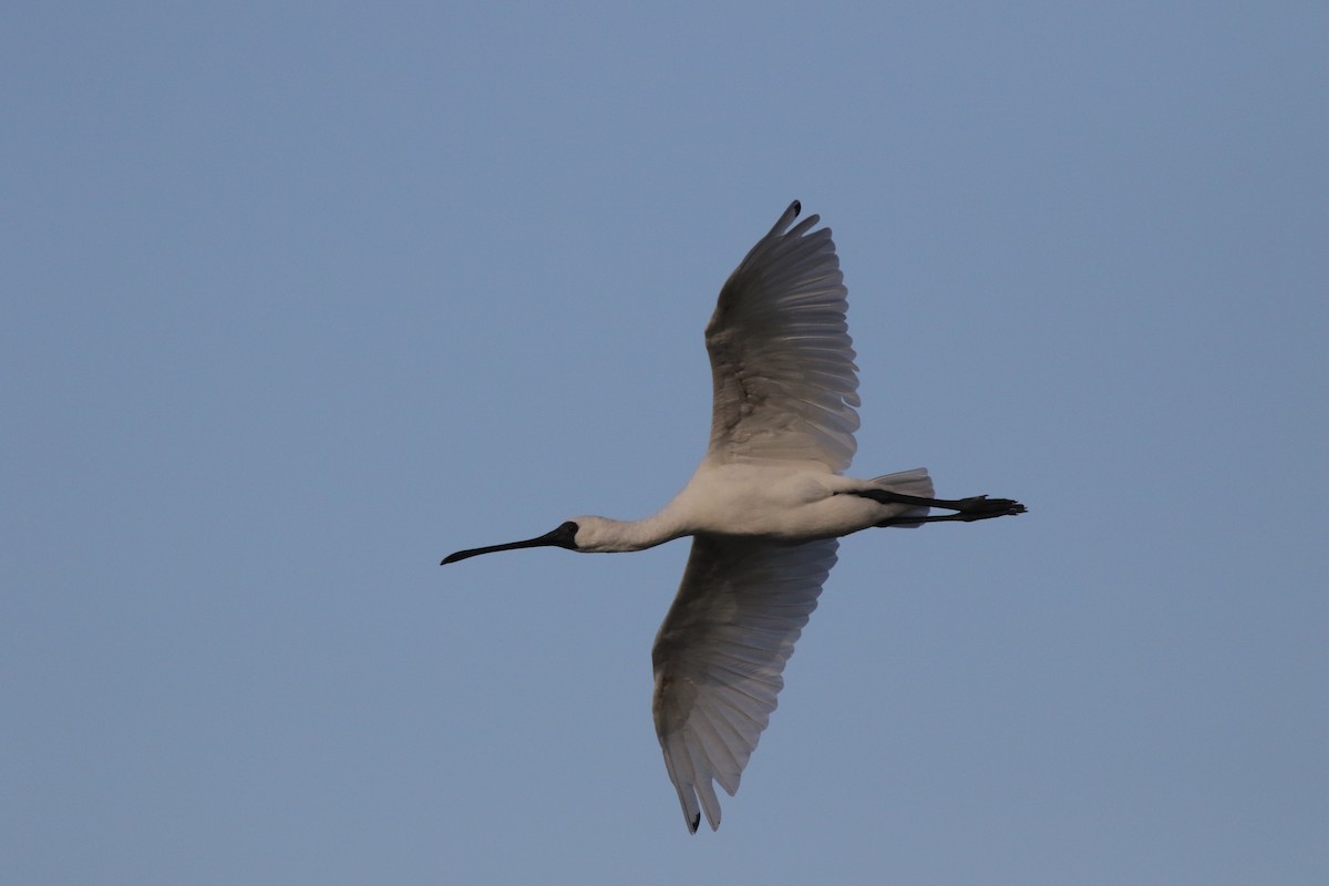 Малая колпица - ML646623423