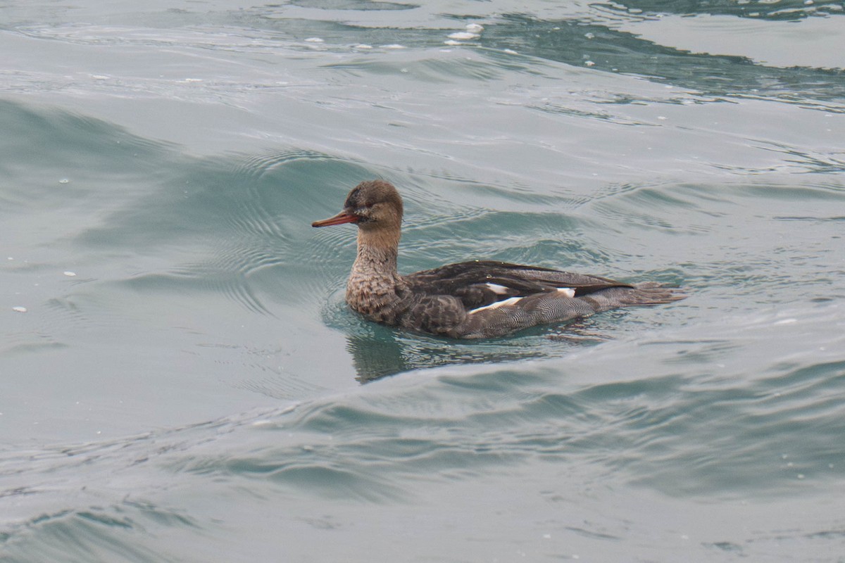 Harle huppé - ML646623427