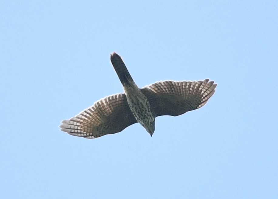 Tepeli Arı Şahini - ML646623430