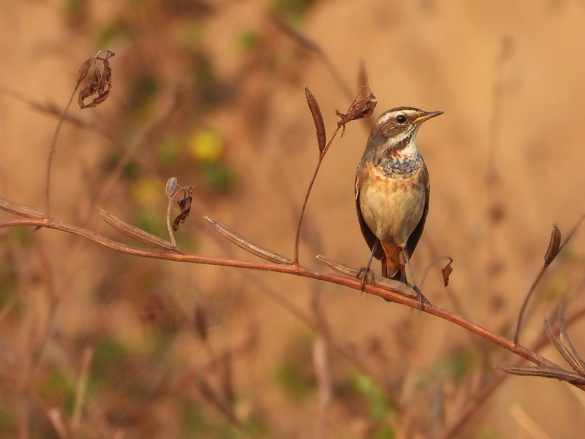 Bluethroat - ML646623433