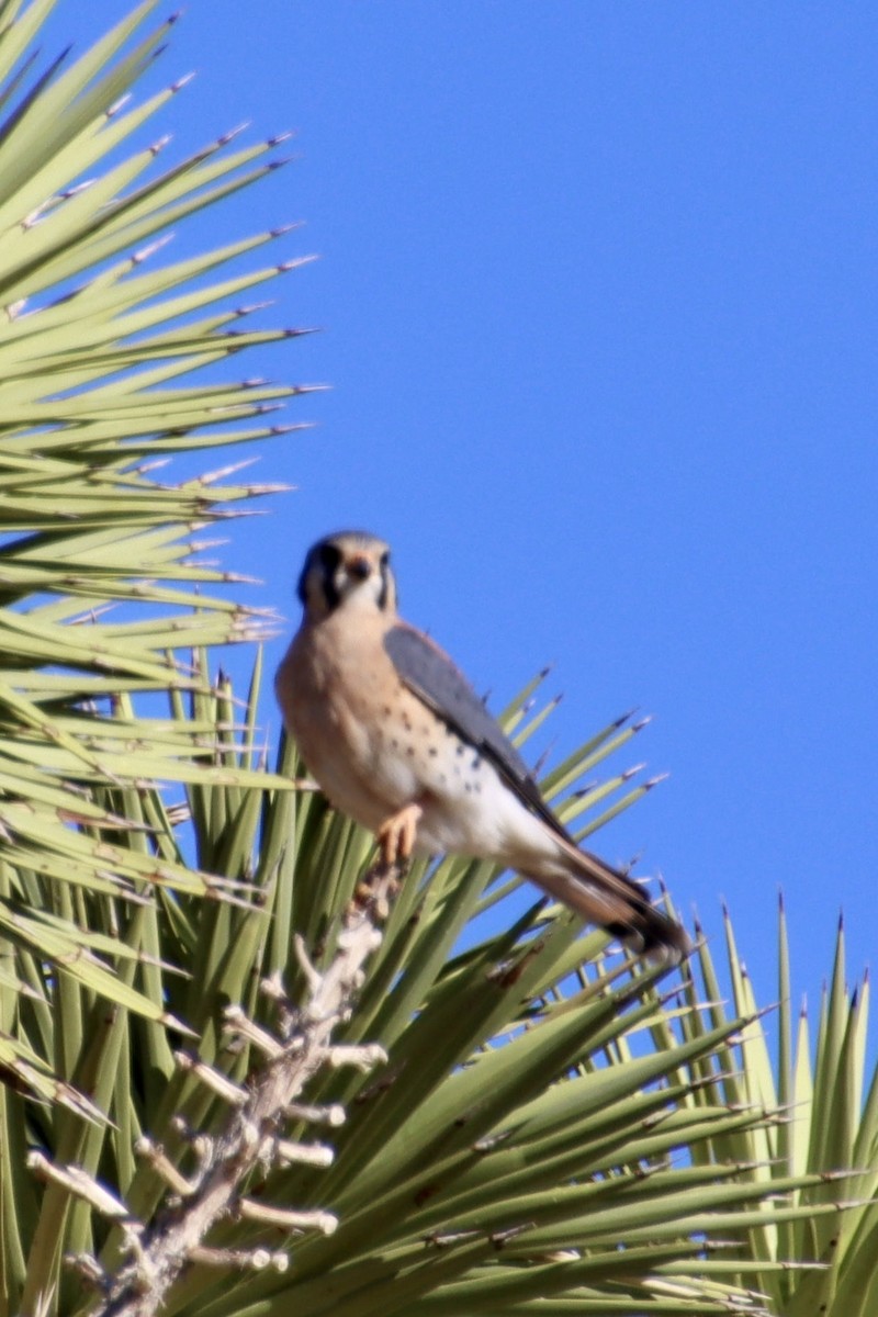 American Kestrel - ML646623435