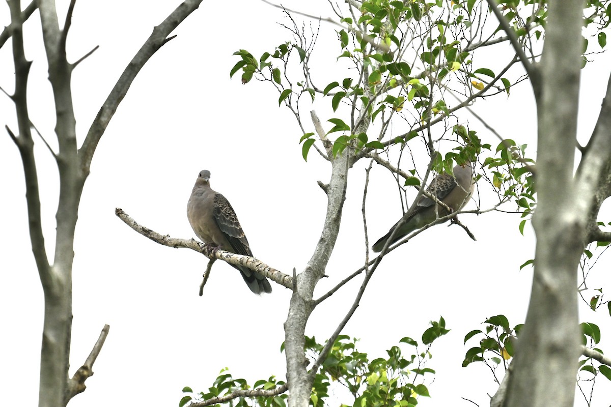 Oriental Turtle-Dove - ML646623436