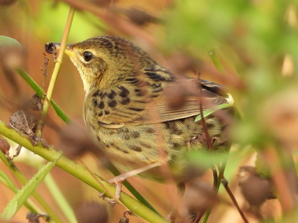 Buscarla Pintoja - ML646623437