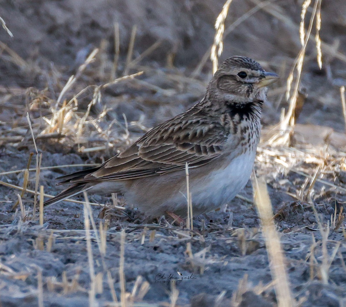 Küçük Boğmaklı Toygar - ML646623438