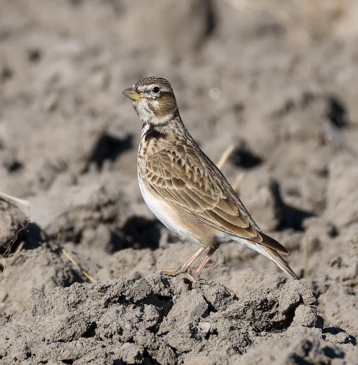 Küçük Boğmaklı Toygar - ML646623439