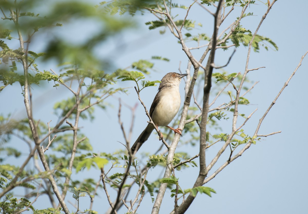 Jungle Prinia - ML646623440